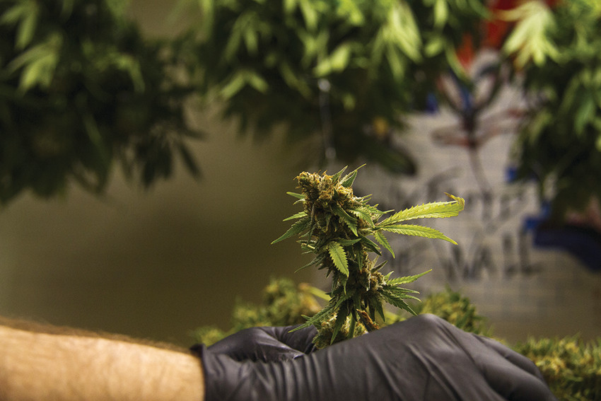 A trimmer works at a marijuana grow facility in Denver.