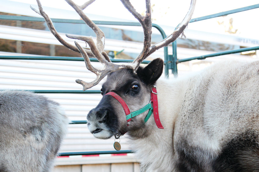 Among reindeer at the Reindeer Games in Castle Rock was one named Comet. A second was named Cupid.
