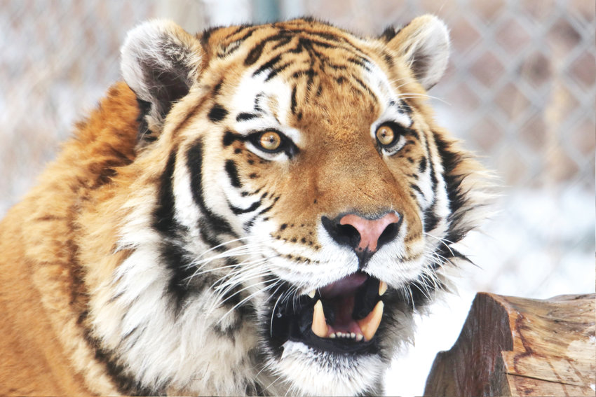 Yuri, an 8-year-old Amur tiger, recently arrived at The Denver Zoo. Once he is adjusted, he will be introduced to Nikita in The EDGE exhibit at the zoo.