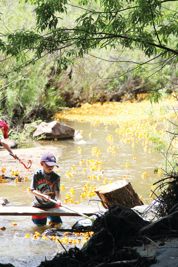 Rubber ducks flood East Plum Creek in Castle Rock minutes after they are released to “race” down the creek.