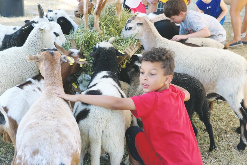 Children pet goats, llamas, sheep, horses and cattle in the petting zoo at Highlands Ranch Pioneer Days. Students from 22 schools attended the event.