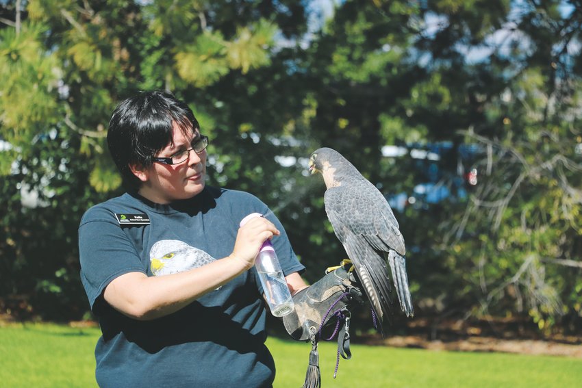 Kalia, an animal care specialist with Nature’s Educators, sprays water into the mouth of a peregrine falcon during an animal demonstration at Highlands Ranch Pioneer Days. The educators are unable to release the raptor to the wild because it’s missing part of its right wing.