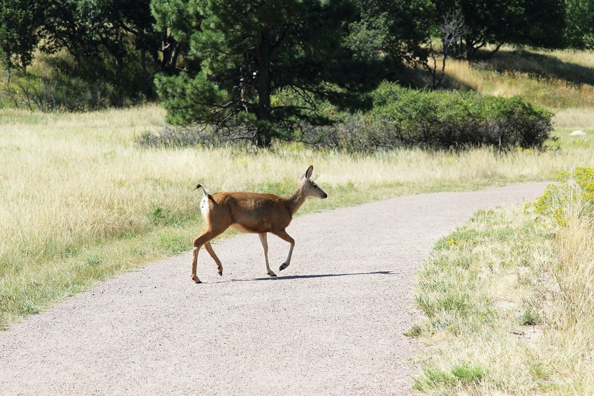 A deer crosses the trail at Bingham Lake in The Pinery.