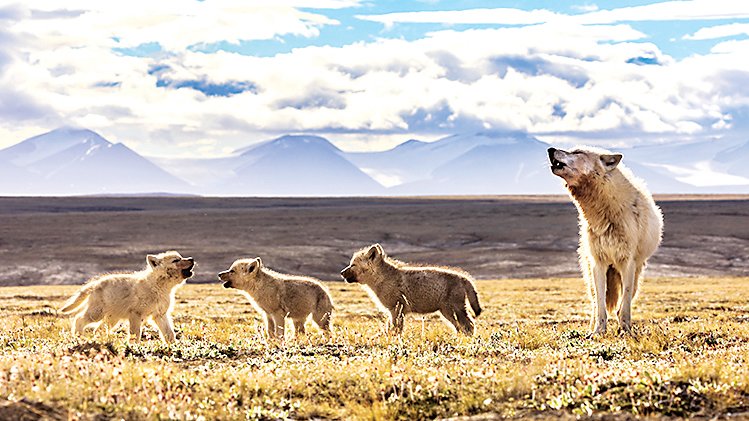 Biologist/photographer Ronan Donovan will speak in “National Geographic Live” Series at Lone Tree Arts Center on Oct. 13. Howling lessons shown here!
