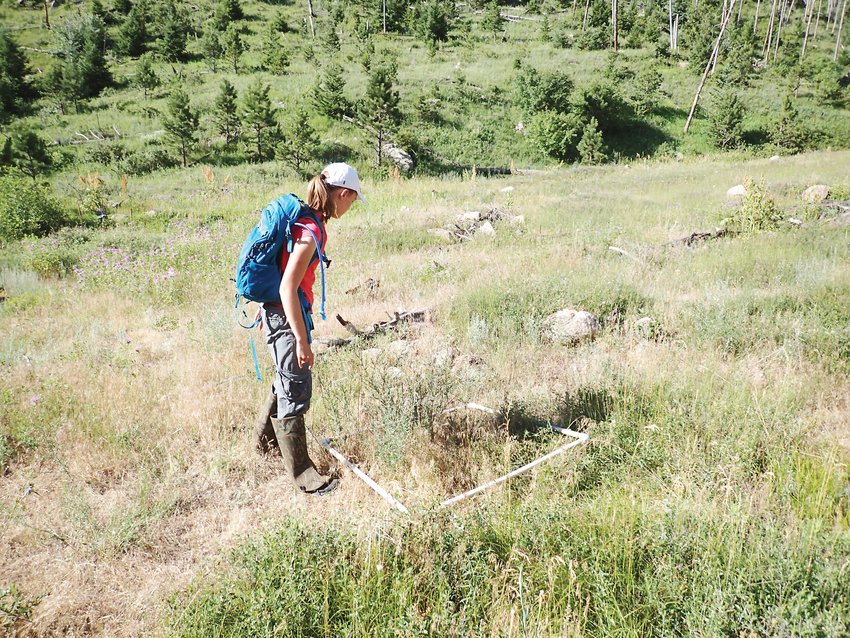 Vivian Weigel uses a white one-meter square  to count the number of knapweed plants to estimate the density of plants per square meter.