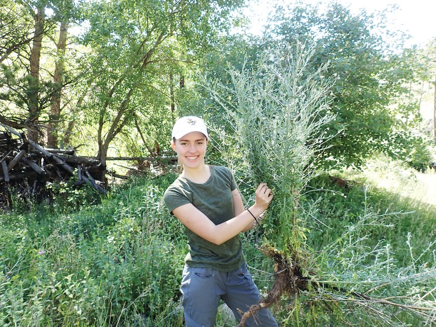 One of the knapweeds pulled by Vivian Weigel during her field research. For the experiment she said she pulled 240 knapweeds and counted the number of weevil larvae in the root.
