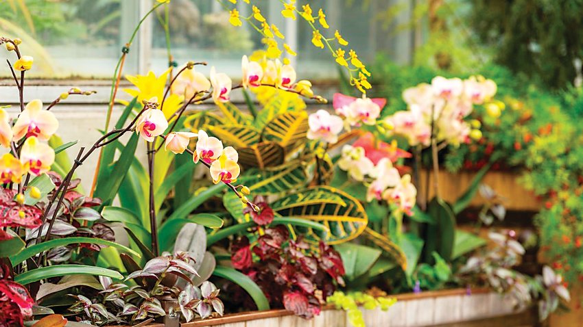 Orchids on display at Denver Botanic Gardens.