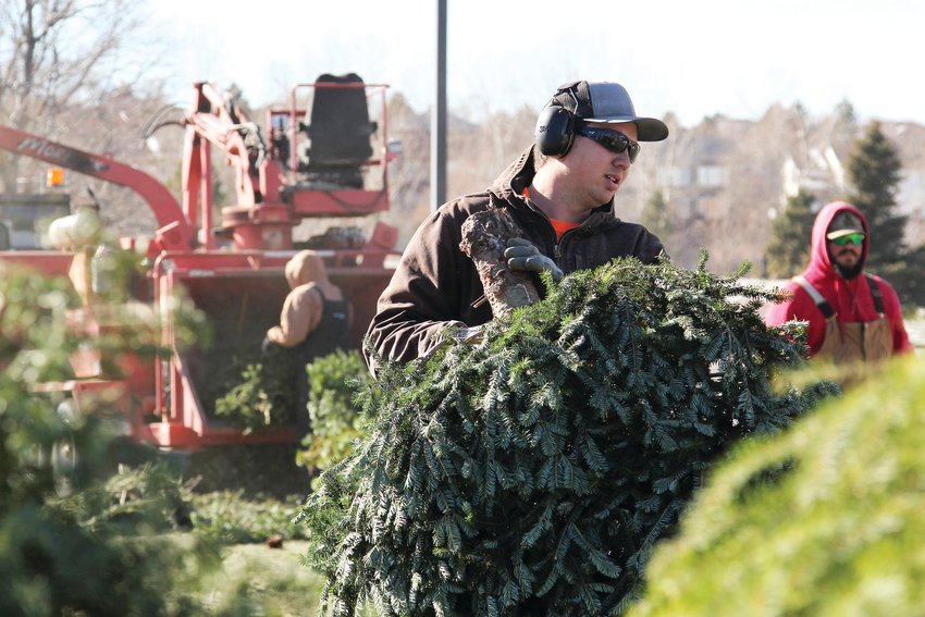 Douglas County recycles roughly 4,300 Christmas trees annually.