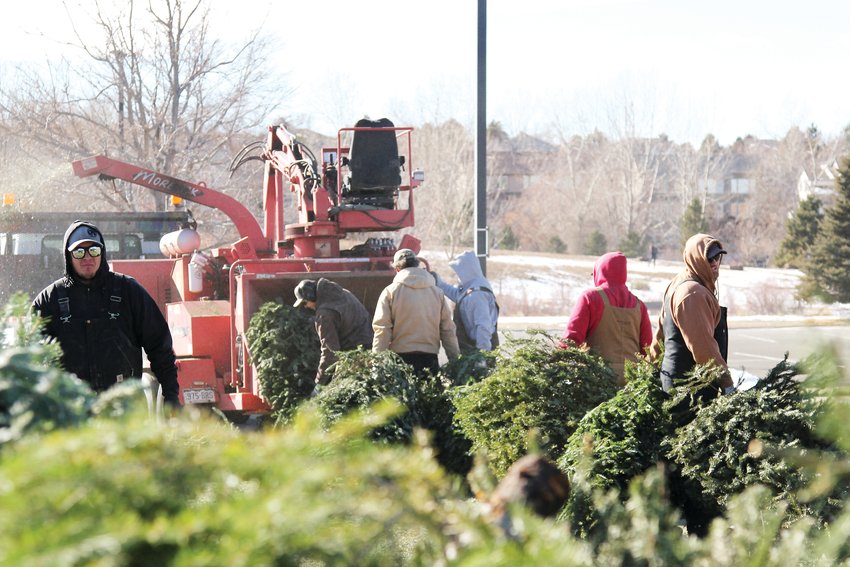 Douglas County staff recycle Christmas trees in Highlands Ranch on Jan. 3.