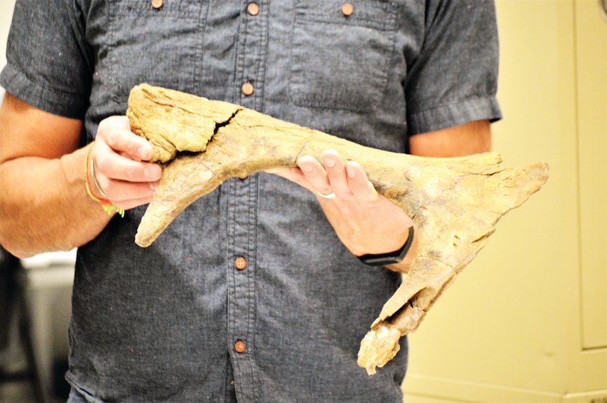 A closer look at the 66 million year old jaw bone from Thornton fossils held by paleontologist Joe Sertich.