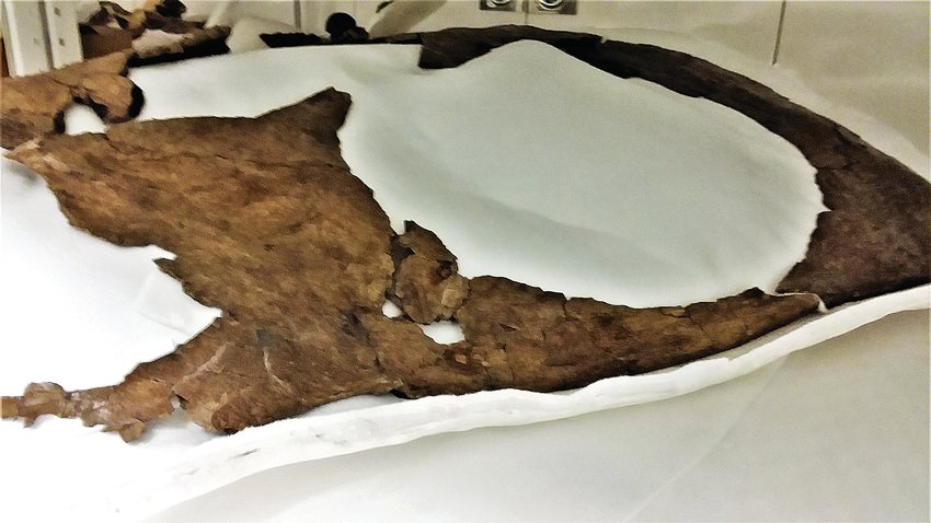 The delicate neck frill of the 66 million year old fossilized Torosaurus dug from the Thornton soil in 2017 has been cleaned and is being studied at the Denver Museum of Nature and Science.
