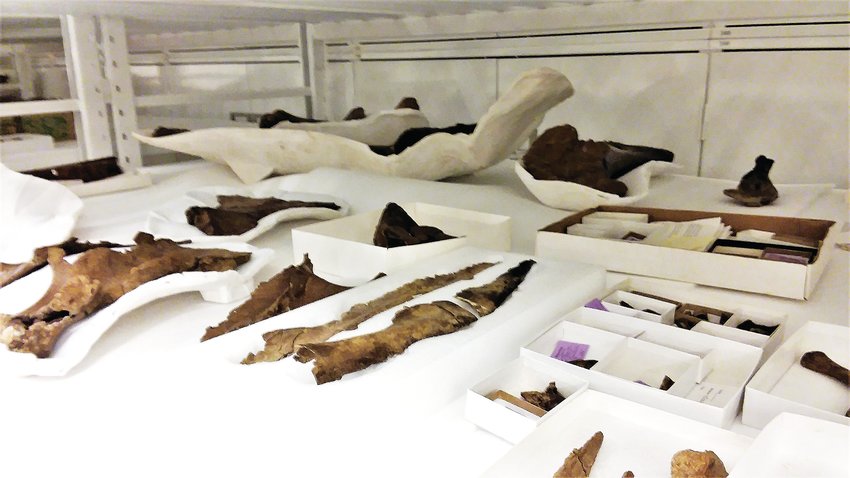 Assorted bones from a 66 million year old fossilized Torosaurus dug from the Thornton soil in 2017 are being studied now at the Denver Museum of Nature and Science. Paleontologist Joe Sertich said the bones belong to a Torosaurus and are 98 percent complete, the most complete skull of its kind.