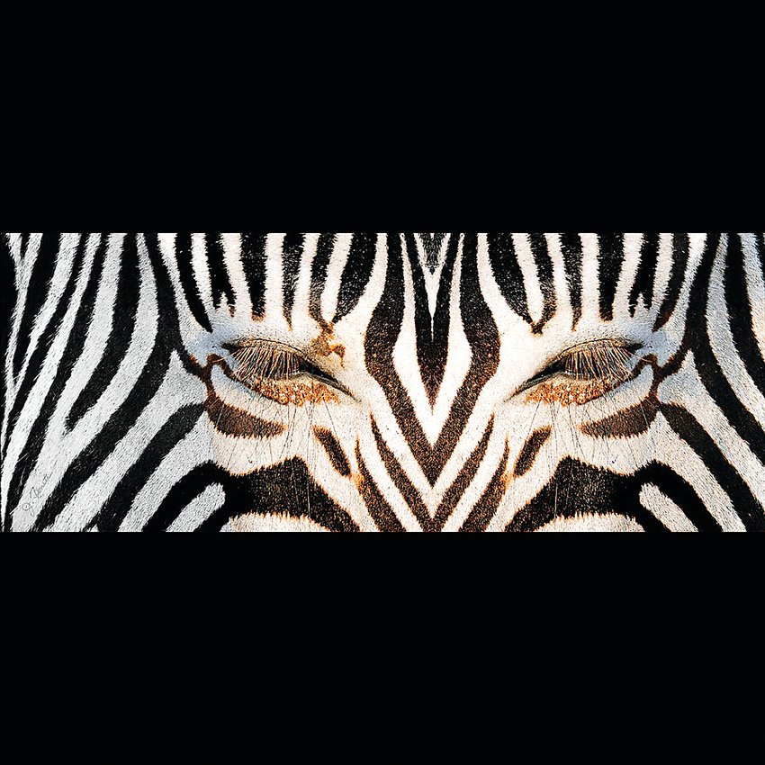 “Synthetic Zebra” photograph by Joe Bonoto is included in “Animals Tame and Wild” at the Depot Art Gallery.