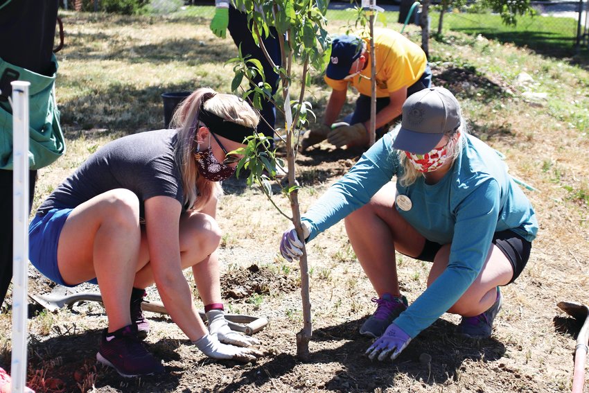 Westminster resident Jillian Millard, left, and Arvada resident Hannah Cochran plant a nectarine tree at the Arvada Community Garden on West 57th Avenue.