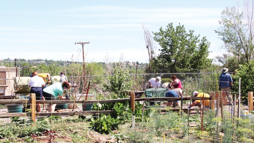 Volunteers plant several trees in the orchard on the west side of the garden.