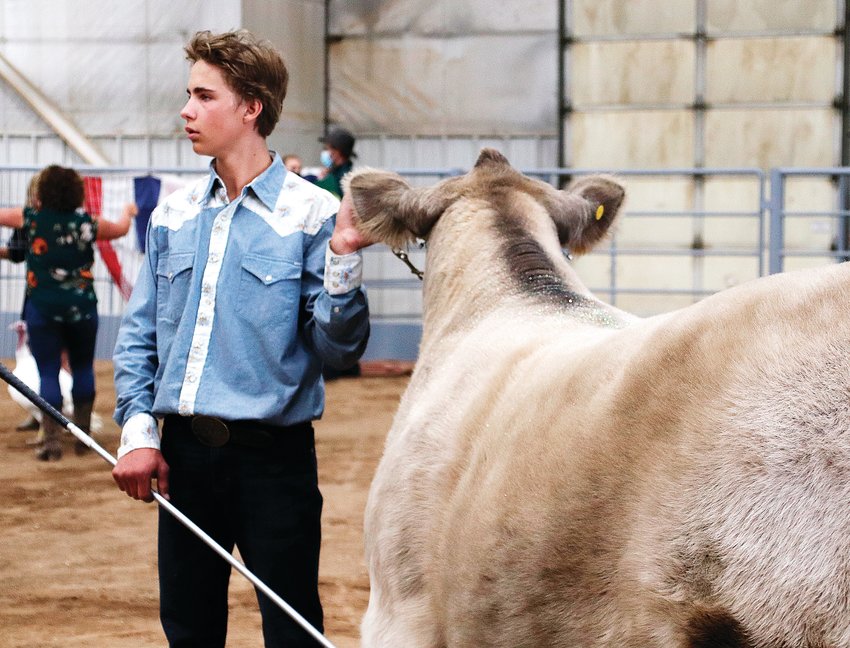 Job Knight, 14, scratches his steer, Steel, to help soothe him before the livestock sale. Knight put glitter on Steel, the reserve grand champion at the show, to help sell him.