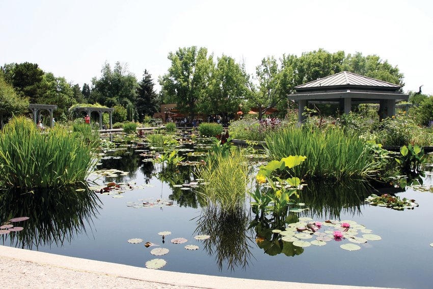 Water lilies at Denver Botanic Gardens, where a Water Blossom Celebration will be held Aug. 7.