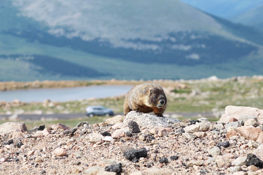 A marmot crawls along a rock as traffic ascends the Mount Evans Scenic Byway on July 22.