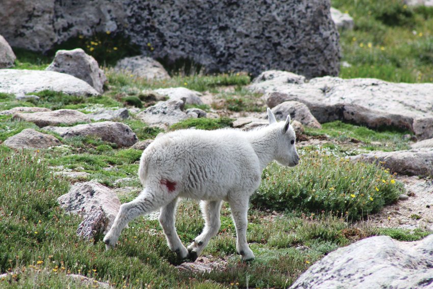 A young mountain goat, called a kid, walks along the tundra below the summit of Mount Evans on July 22.