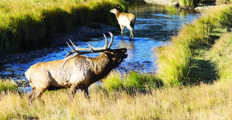 An elk bull and cow in a riverside scene in Colorado.