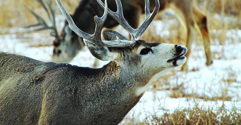 Mule deer are among big game hunted in Colorado.