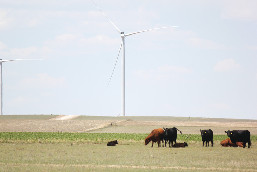 Cattle graze and wander the fields beneath wind turbines on the Kochis farm in Matheson.