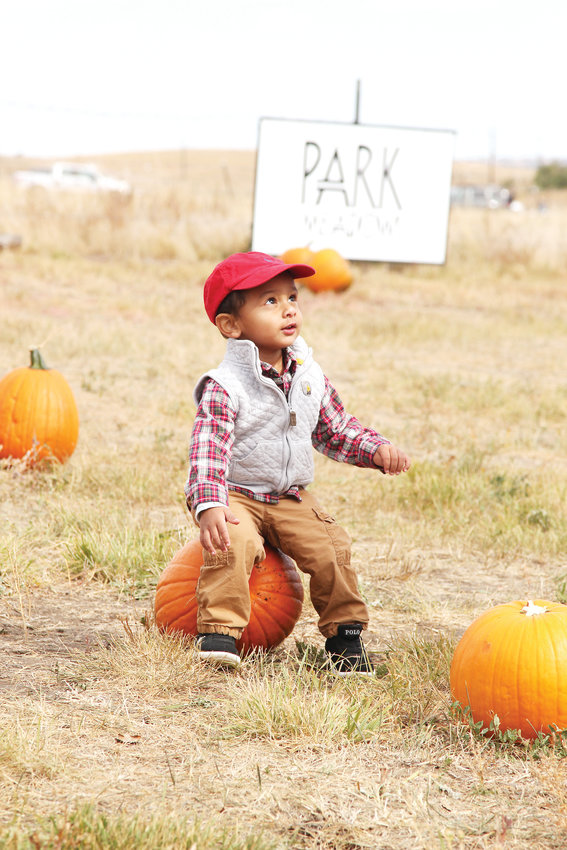 Matthew Switzine looks to his father, Sebastian, while having fun in the pumpkin patch at Schweiger Ranch on Oct. 6.