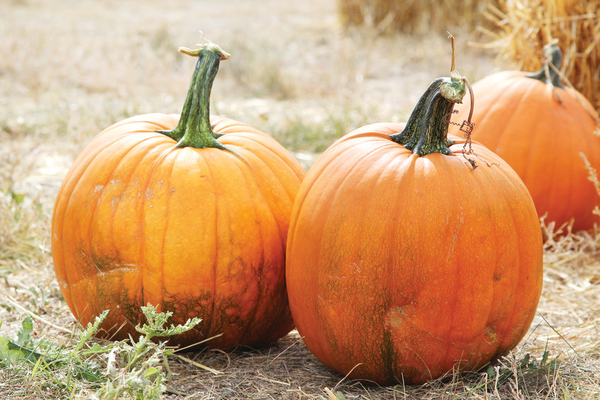 While live music played and food trucks served up treats, visitors of the Schweiger Ranch Fall Festival in Lone Tree could browse for $5 pumpkins.