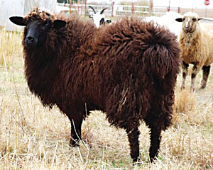 Several of the Littleton Museum’s churro breed heritage sheep will be sheared at the “Sheep to Shawl” event on May 18.