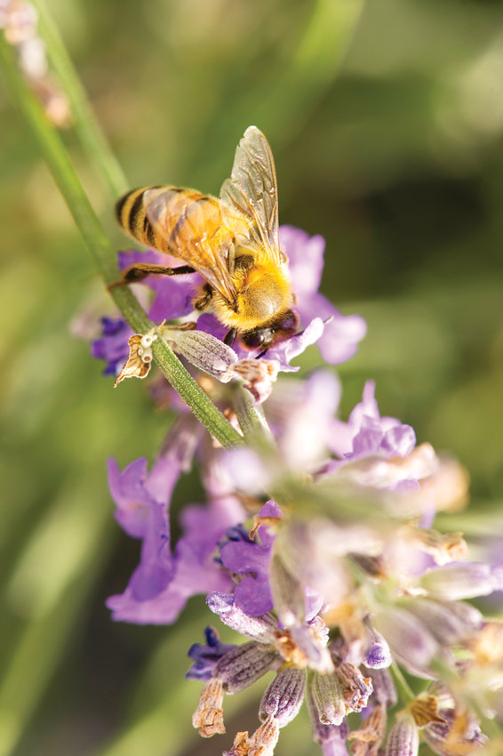 Bees also enjoy sweet lavender at Denver Botanic Gardens at Chatfield Farms, which hosts a Lavender Festival on July 20.