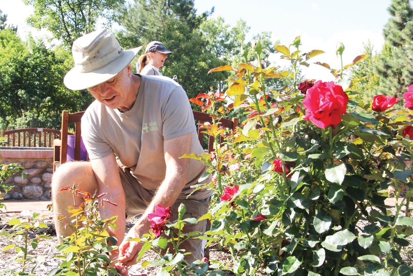 Dave Ingram, 70, kneels down to engage in “dead heading,” the process of removing old flowers to promote new growth. Ingram was on hand Sept. 11 at Hudson Gardens for its Meet the Rose Gardener event.