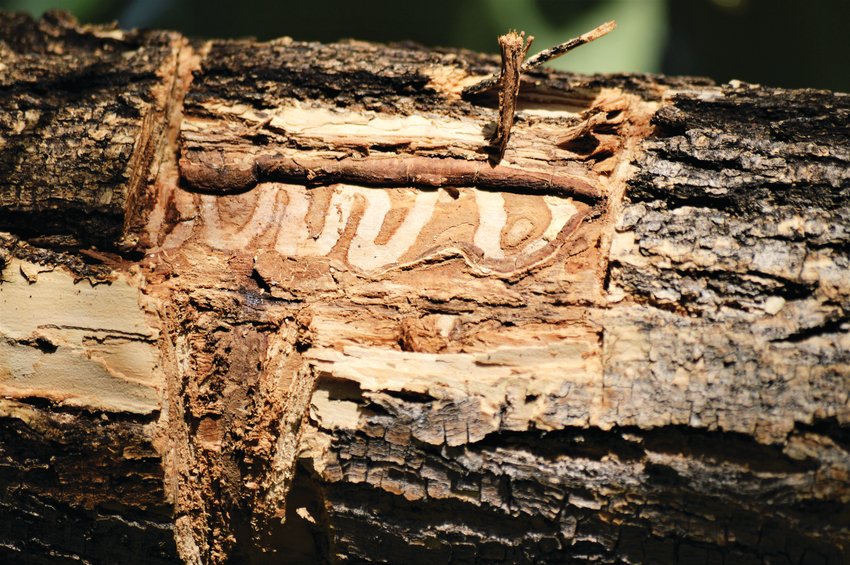 Grooves in the wood of an ash tree in Westminster’s Willow Run Shopping Center show where Emerald Ash Borers have bored into the wood. The pests have been subject to Boulder County quarantine but were first discovered in Westminster on Aug. 29.