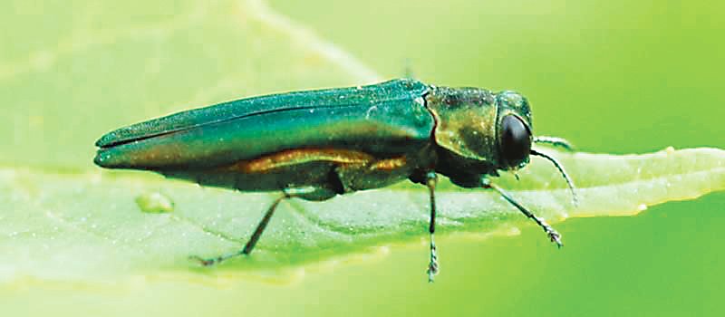 The Emerald Ash Borer was found outside of Boulder County for the first time, in Broomfield.