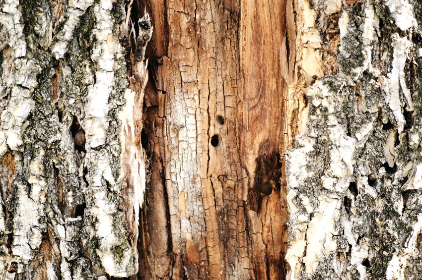 Westminster crews discovered evidence that the tree killing pests Emerald Ash Borers were in Westminster Aug. 29. The pests target ash trees, which make up about 15 percent of all trees in Westminster, leaving bore holes in the wood.