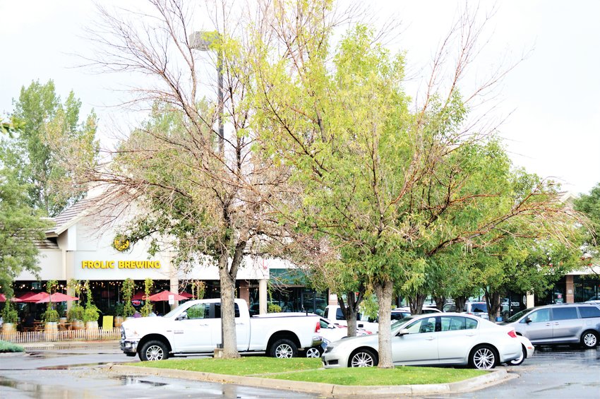 Ash Trees at Westminster's Willow Run Shopping Center, 128th and Zuni, are dropping leaves due to an infestation of Emerald Ash Borers.