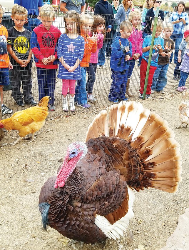 Children visiting the CALF ranch look at one of their turkeys. The ranch also has donkeys, goats and chickens.