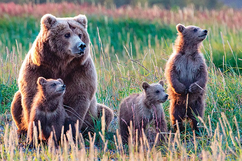“High Alert,” Carl Paulson’s image of a mama bear and cubs, shows them as they sense a male bear nearby — a clear and present danger to the cubs. Paulson and Julia Grundmeier exhibit their photographs and paintings at Bemis Library.