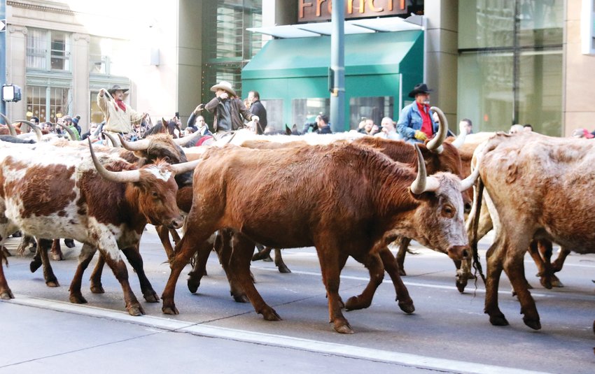 The iconic Longhorn cattle drive makes its way along the parade route during the Stock Show Kick-off Parade in downtown Denver on Jan. 9.
