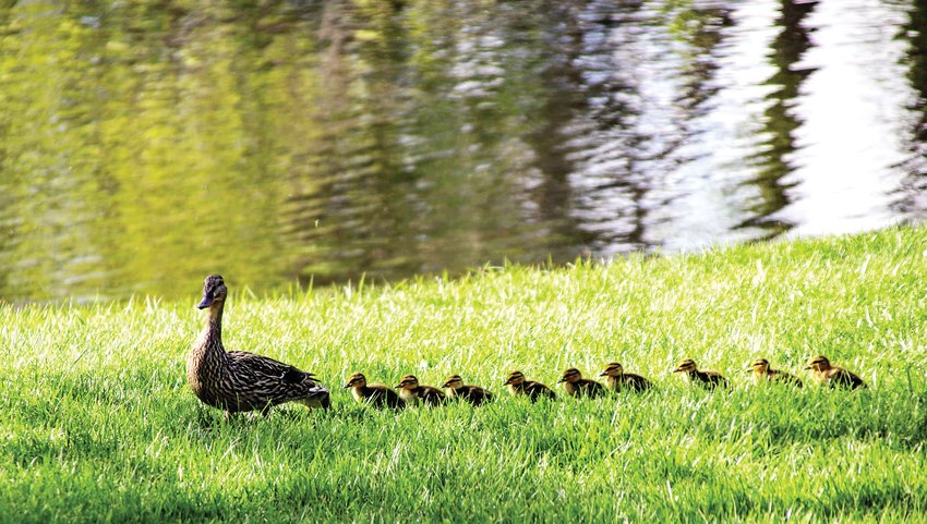 A mother duck marches her brood along the grass to a pond in Westminster’s Stratford Lakes May 13.