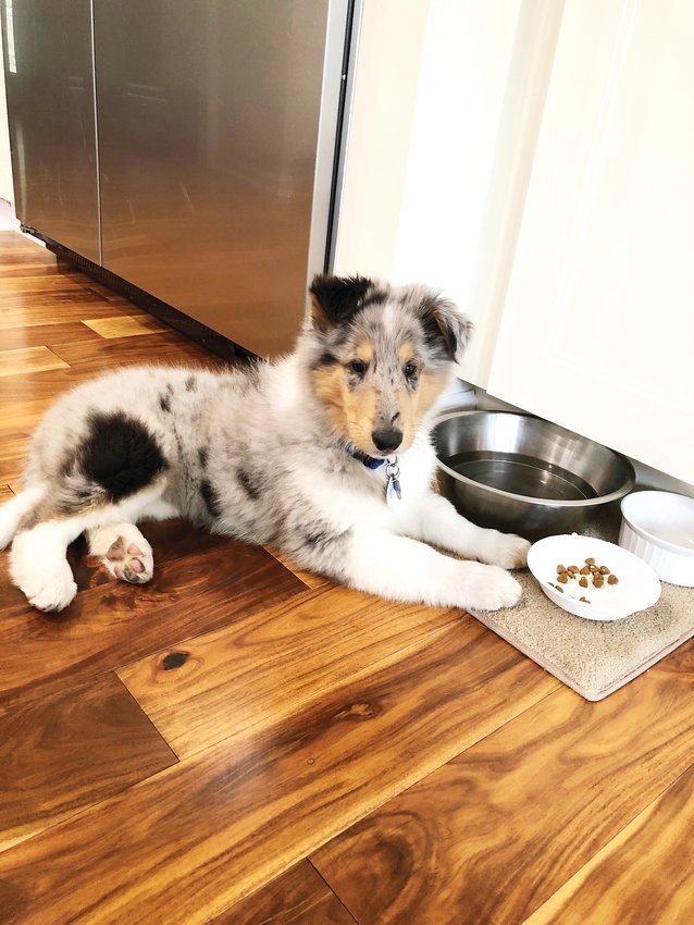 Jennie Shipman of Littleton said her family adopted Lucky, a collie puppy, motivated in part by how much time they're spending at home during the pandemic.