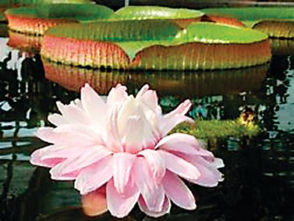 A "Victoria Longwood" water lily is an extravagant specimen on display at Hudson Gardens in Littleton.
