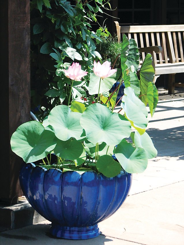 Lotus in water bowl.