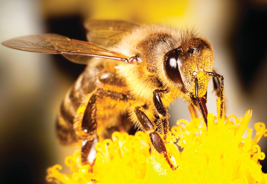 Hudson Gardens can help you become a beekeeper.