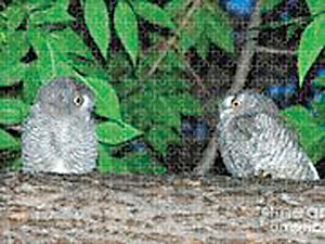 "Whatcha Got There?" is the title of a photo of two screech owls by area photographer Carl Paulson, currently exhibiting at Vita Littleton.