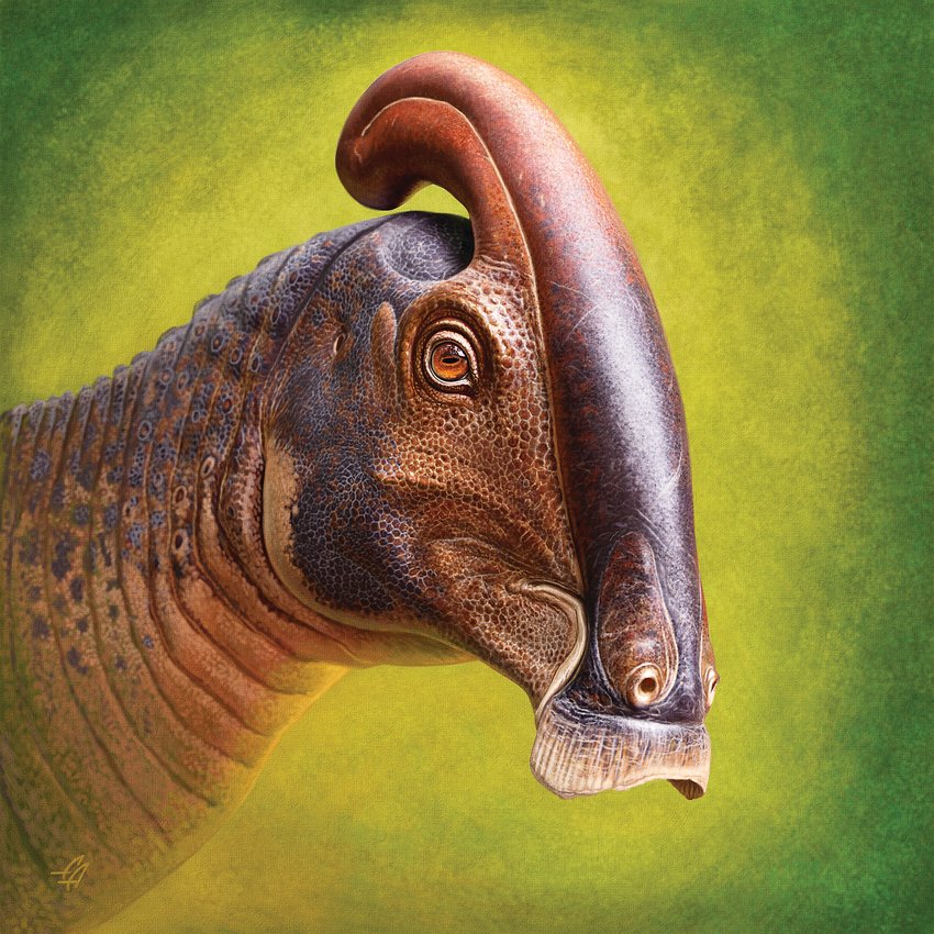 Life reconstruction of the head of Parasaurolophus cyrtocristatus based on newly discovered remains.
