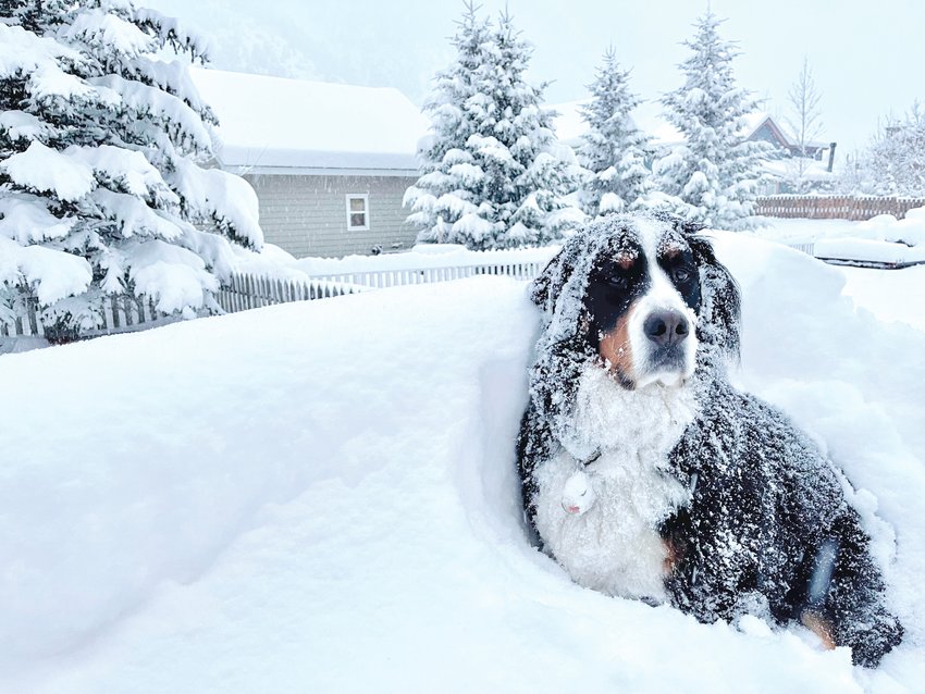 Parker the Snow Dog, the honorary mayor of Georgetown, enjoys a fresh heap of snow in his backyard in early 2021. Heavy snowfall and a wet spring helped lift the Front Range out of drought conditions, but an unusually hot and dry summer, then fall, then winter quickly reversed those gains.