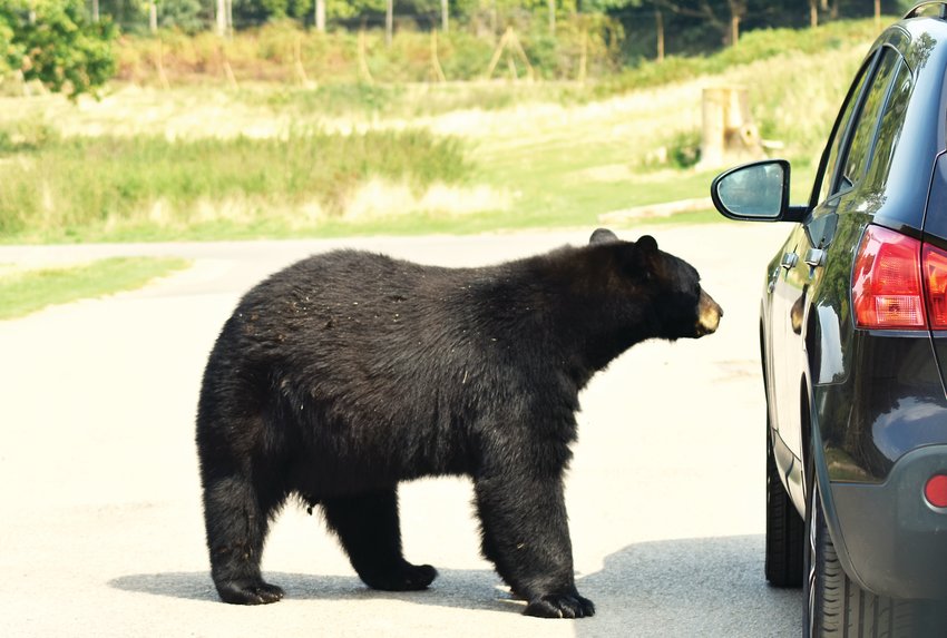 A huge scary hungry black bear sniffing curiously, looking around a parked car on a road for a way to get inside for food.
