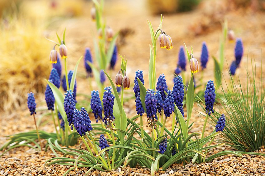 Grape Hyacinth are some of the first blooms to appear after a long winter.