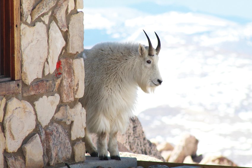 A mountain goat peeks around the corner of the restroom building at the Mount Evans summit Friday morning. Several photographers and onlookers were excited to see alpine wildlife, as the highway to the summit has been closed to vehicle traffic since September 2019.