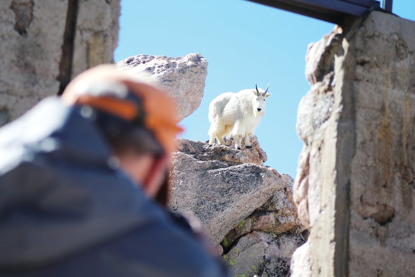 A photographer, left, captures the image of a mountain goat at the summit of Mount Evans.
Both Mount Evans and the nearby Squaw Mountain were considered for renaming this year. Evans, due to then-governor John Evans role in facilitating the Sand Creek Massacre. It was the other peak that was renamed first though, now called Mestaa’ėhehe Mountain. The original name is considered a vulgar slur towards Native American women. 
The state naming board is likely to consider the Mount Evans proposal in 2022.